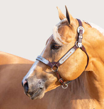 hoeveler kachel westernpferd pferdefutter